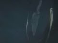 Surface tension of water in microgravity 4 (stills)