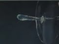 Surface tension of water in microgravity 4 (stills)