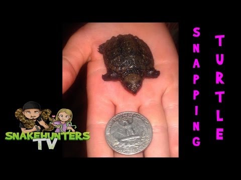 YouTube reptile video