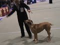 Dogo Canario Norsk Vinner FEMALES