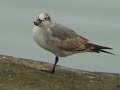 Laughing Gull