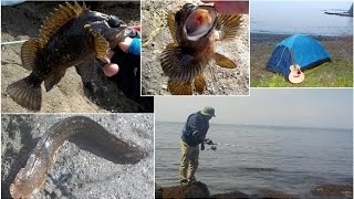 三浦半島でソロキャンプ、穴釣りで根魚祭り!!早春の三戸海岸を楽しみました