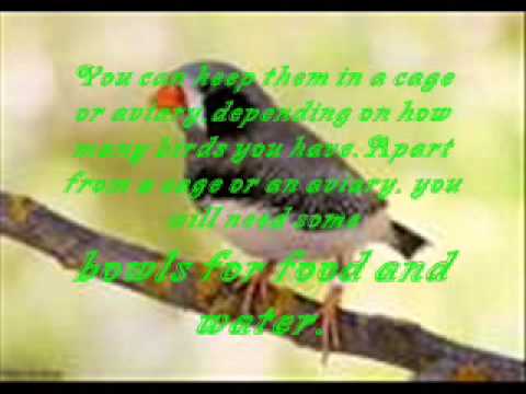 how to care for a zebra finch