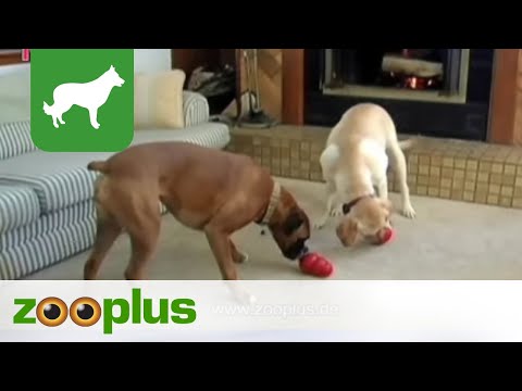 Kong Hundespielzeug