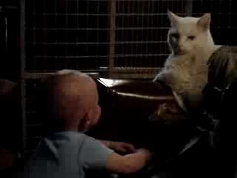 youtube funny cat videos. Baby/Cat Battle: The funniest