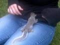 Mignon petit écureuil