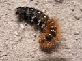 live struggle of a caterpillar live struggle of a caterpillar