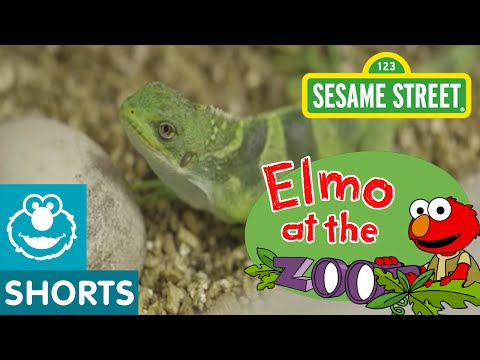 Sesame Street 08 - Elmo Plays with Reptiles Thumbnail