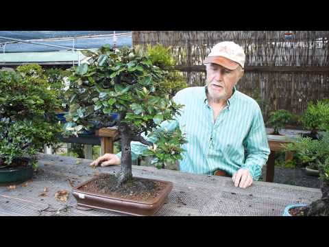 how to replant a juniper tree