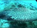 Encounter with the Conger Eels