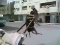 A Very Funny Video,Sorry to the Donkey man check it out!