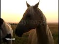 Tattoo-Horses Tattoo-Horses