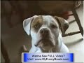 Extreme FUNNY - Talking Cat Videos - Talking Dogs