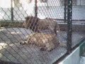 Sexo animal ! (Leão&Leoa) No Zoologico do Horto de Niterói !