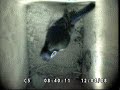 birdcam-birds-in-a-suburban-garden.html