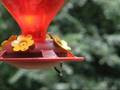 Musical Hummingbird Feeder!