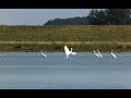 Grote zilverreiger landt Grote zilverreiger landt