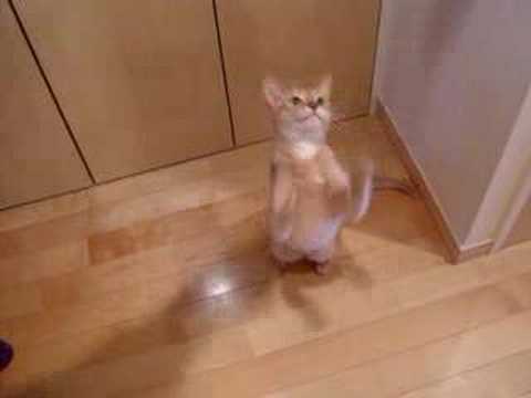 羽が大好き。Youtube(ユーチューブ・ゆーちゅーぶ)・Dailymotion動画