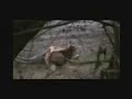 Tiger Kills Croc