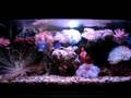 Cil's Reef Before feeding