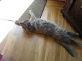 Devi the Cat Part 1