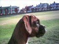 Roxy, Our Boxer Dog.