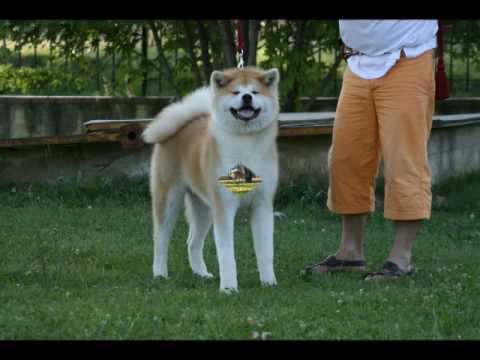 Guarda video akita in allevamento