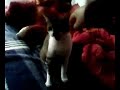 Shila, schizophrene Katze