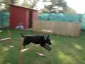 ENTRENANDO SALTOS