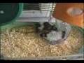 Hamster et souris