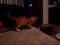 cat handcuffs cat handcuffs