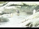 Peterman Penguins