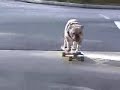 skate  boarding   dog