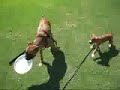 Cairo Meets Cassidy the Boxer