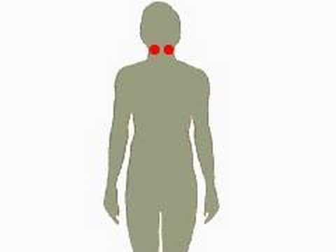 The Endocrine Glands