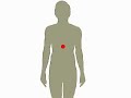 The Endocrine Glands