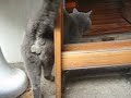 British Shorthair - fergus