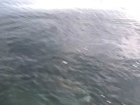 Giant sunfish won't leave the boat!