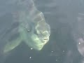 Giant sunfish won\