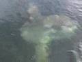 Giant sunfish won't leave the boat!