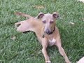 ITALIAN GREYHOUND (BELLA)