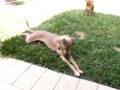 videos de ITALIAN GREYHOUND (BELLA)