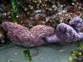 النـَجميّـاتُ ( starfish / Asteroidea )