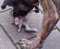max is hond van buurt!Baby houssain, Kalf,alarbi