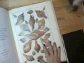 The Collectors Almanac