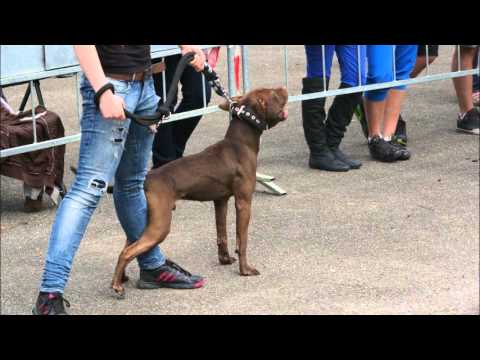 american pitbull