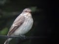 Spotted Flycatcher