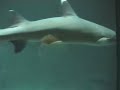 Aquarium Fish in Malaysia