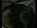 ayel