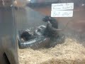 black king snake eating a mouse